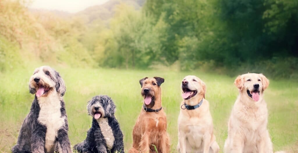Can Dogs Go on Cruises