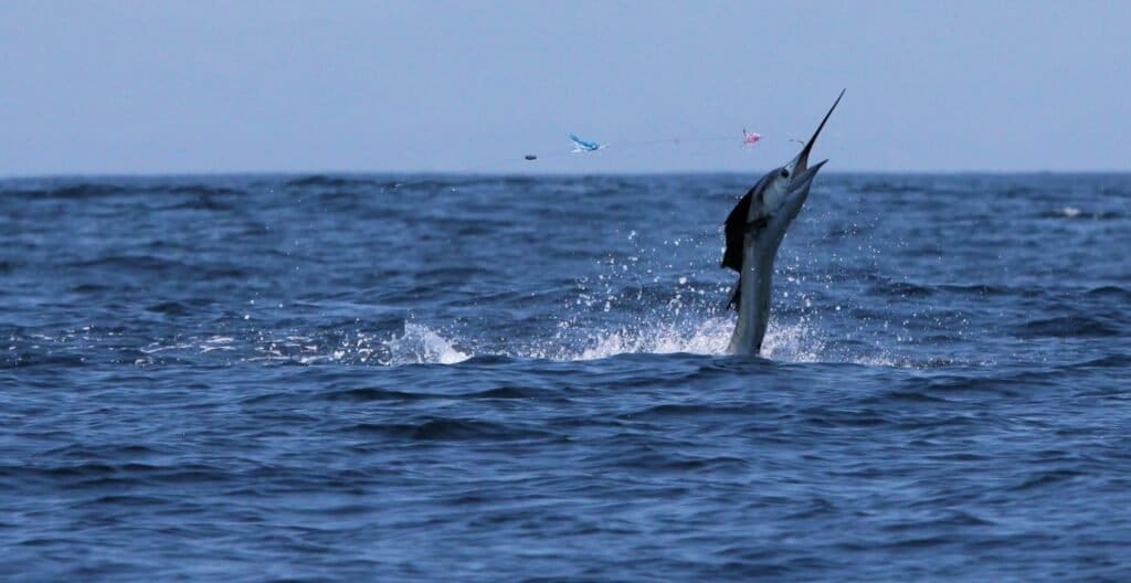 Can You Fish Off a Cruise Ship