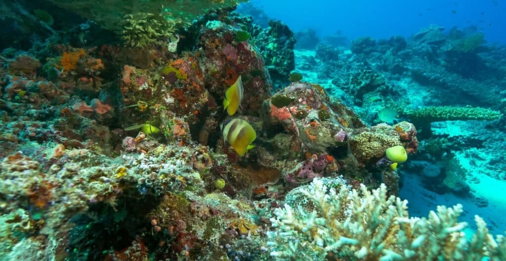 Rainbow Reef